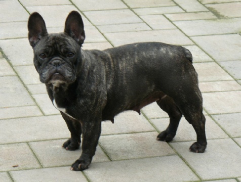 Amelie Pete Tong Amelie Pete Tong