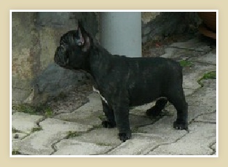 French Bulldog Puppy