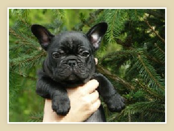 French Bulldog Puppy