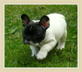 French Bulldog Puppy